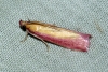 Oncocera semirubella Copyright: Ben Sale