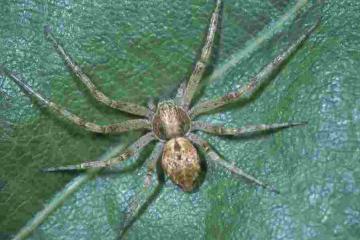 Philodromus praedatus Copyright: Peter Harvey