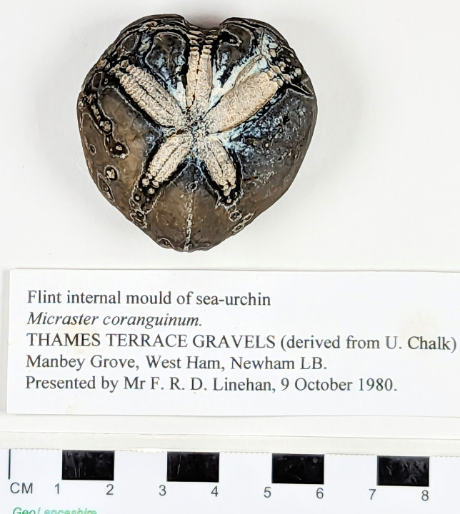 Flint internal mould of sea-urchin from Thames Terrace Gravels Copyright: William George