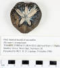 Flint internal mould of sea-urchin from Thames Terrace Gravels 