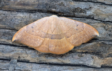Spiny Hook-tip Watsonalla uncinula confirmed by GD Copyright: Graham Ekins