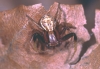 Xysticus erraticus male 