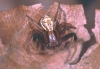 Xysticus erraticus male