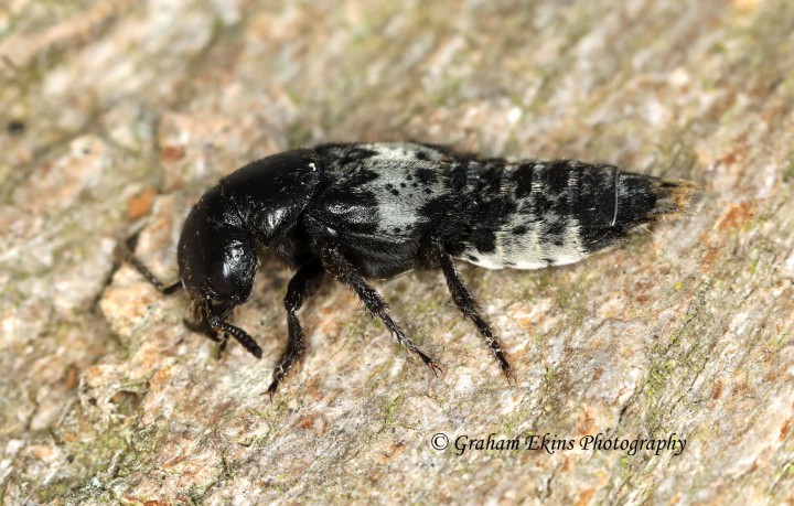 Creophilus maxillosus (Hairy Rove Beetle) Copyright: Graham Ekins
