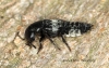 Creophilus maxillosus (Hairy Rove Beetle) 