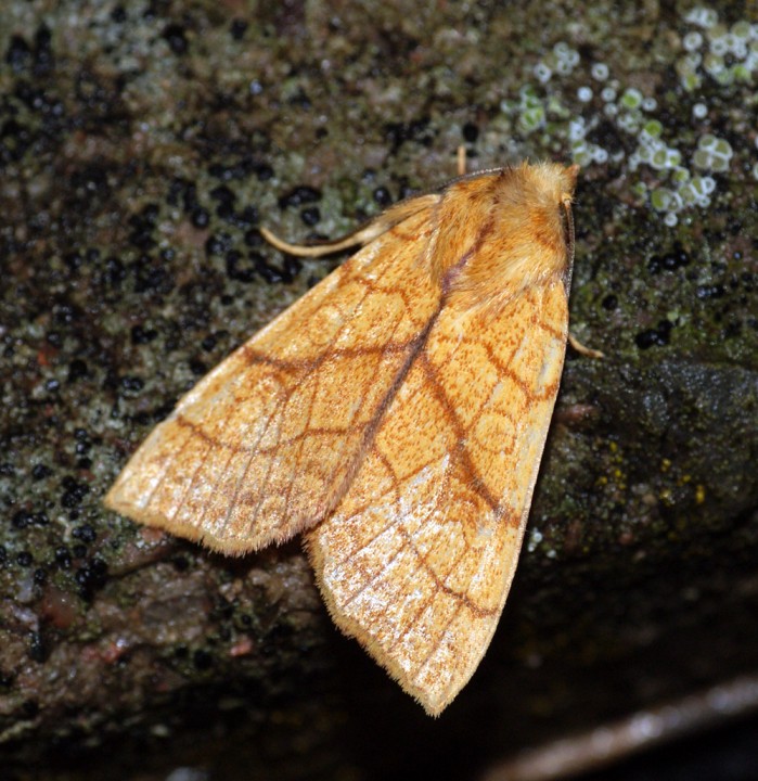 Orange Sallow 3 Copyright: Ben Sale