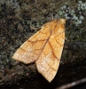 Orange Sallow 3 