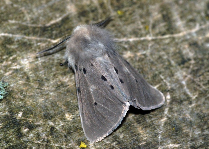 Muslin Moth 2 Copyright: Ben Sale