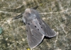 Muslin Moth 2 Copyright: Ben Sale