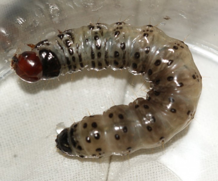 Dark Arches larvae Copyright: Robert Smith