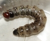 Dark Arches larvae 