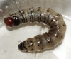 Dark Arches larvae