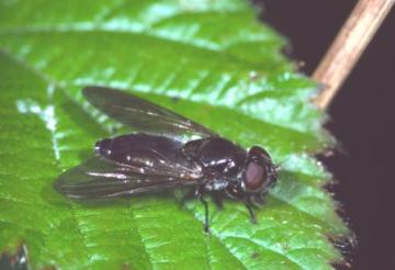 Cheilosia variabilis Copyright: Peter Harvey