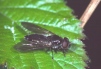 Cheilosia variabilis Copyright: Peter Harvey