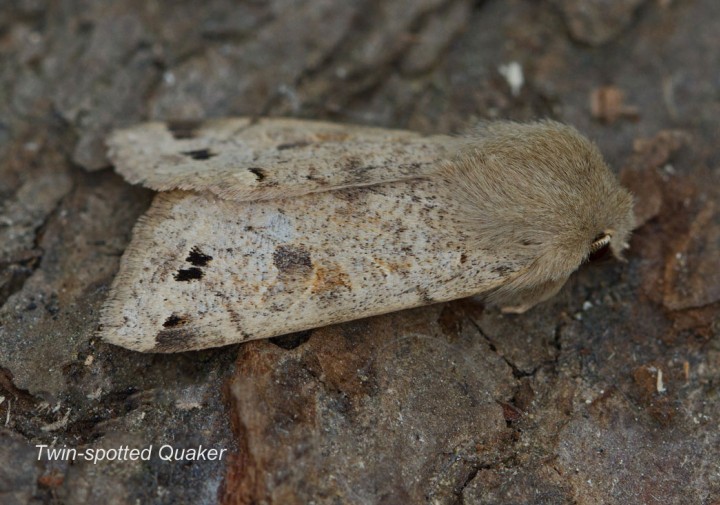 Twin-spotted Quaker  Anorthoa munda Copyright: Graham Ekins