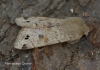 Twin-spotted Quaker  Anorthoa munda