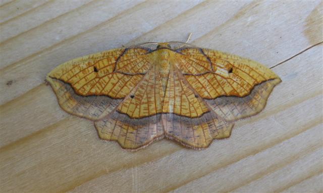 Bordered Beauty. Copyright: Stephen Rolls