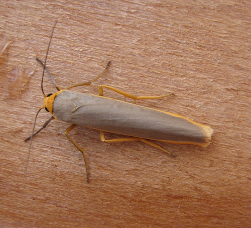 Common Footman Copyright: Stephen Rolls