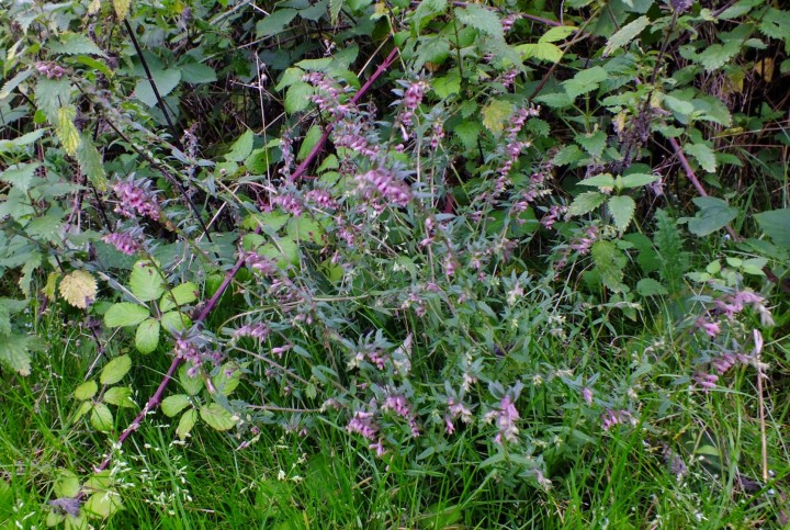 Red Bartsia (Odontites vernus) Copyright: Peter Pearson