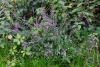 Red Bartsia (Odontites vernus) 