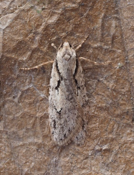 Semioscopis avellanella Copyright: Daniel Blyton