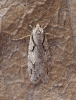 Semioscopis avellanella Copyright: Daniel Blyton