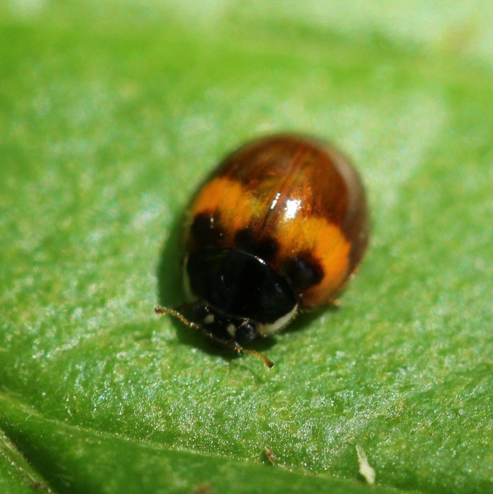 Adalia decempunctata bimaculata Copyright: Yvonne Couch