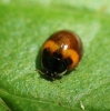 Adalia decempunctata bimaculata