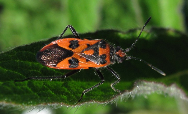 bug Copyright: Kim Prowse