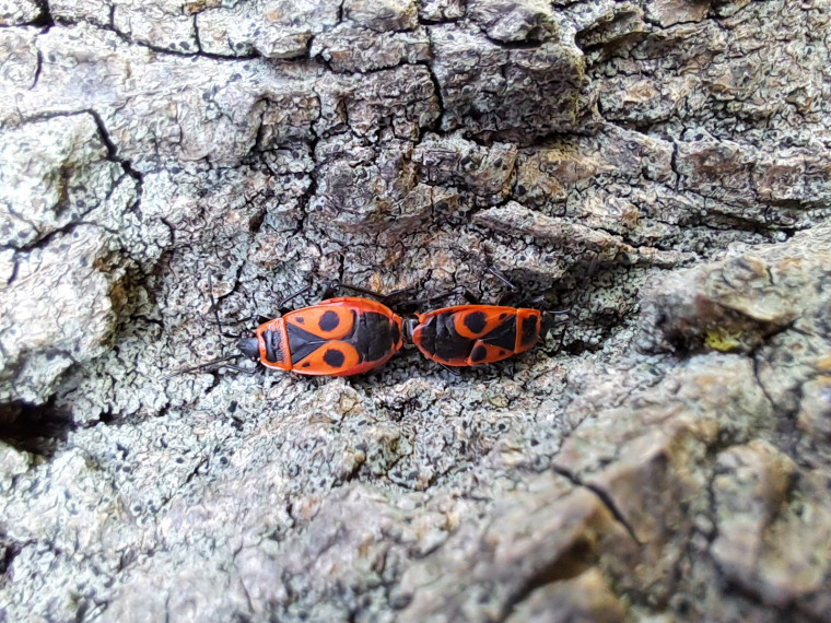 Pyrrhocoris apterus pair Copyright: Peter Harvey