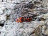 Pyrrhocoris apterus pair Copyright: Peter Harvey