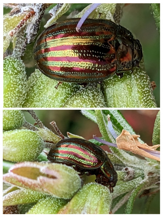 Rosemary Beetle on Rosemary Copyright: Peter Pearson