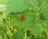 Clytra quadripunctata Copyright: Roger Payne