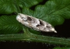 Epinotia bilunana 2