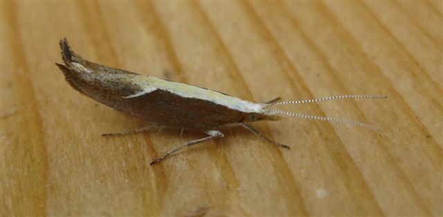 Ypsolopha dentella. Copyright: Stephen Rolls