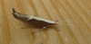 Ypsolopha dentella.