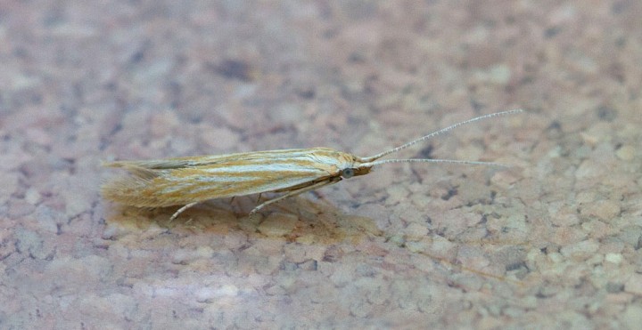 Coleophora lineolea Copyright: Graham Ekins