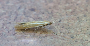 Coleophora lineolea Copyright: Graham Ekins