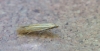 Coleophora lineolea