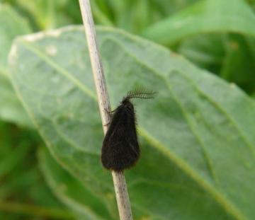 Is this Epichnopterix plumella Copyright: Shearman, Alan