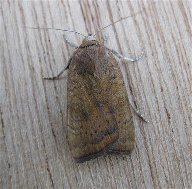 Least Yellow Underwing. Copyright: Stephen Rolls