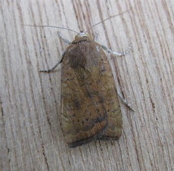 Least Yellow Underwing. Copyright: Stephen Rolls