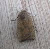 Least Yellow Underwing. Copyright: Stephen Rolls