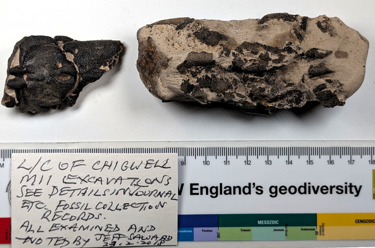 Chigwell fossil Lobsters London Clay M11 Copyright: Mike Daniels Collection