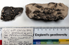 Chigwell fossil Lobsters London Clay M11