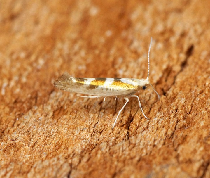 Argyresthia pygmaeella Copyright: Ben Sale