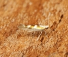 Argyresthia pygmaeella Copyright: Ben Sale