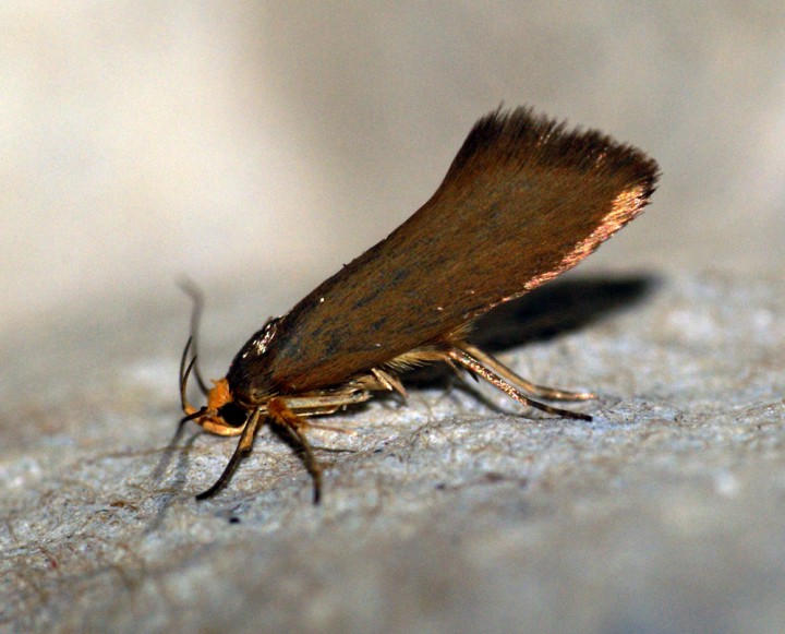 Batia unitella Copyright: Ben Sale