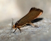 Batia unitella 