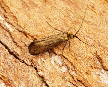 Nemophora metallica Copyright: Ben Sale